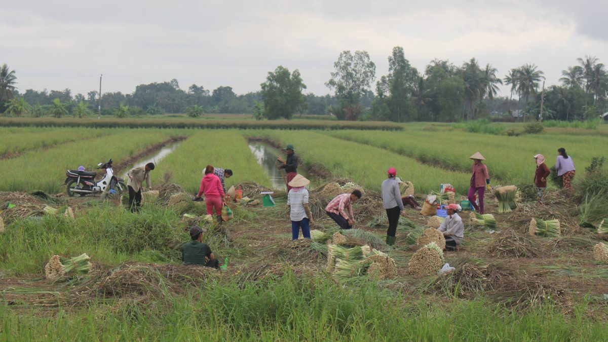 VÙNG TRỒNG SẢ CHANH - NGUYÊN LIỆU CHIẾT XUẤT TINH DẦU D'ANGIA